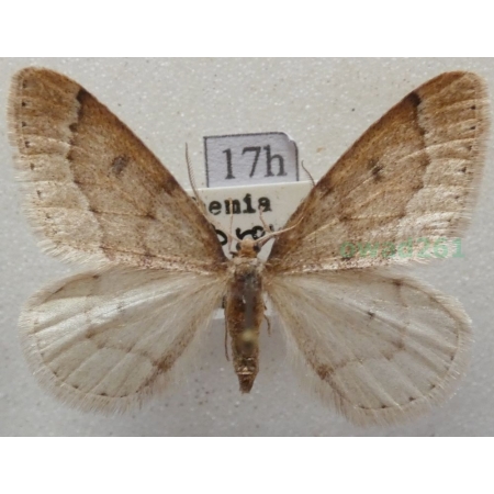 Alsophila aescularia (Denis & Schiffermüller, 1775) Nierównik kasztaniak Czech17h